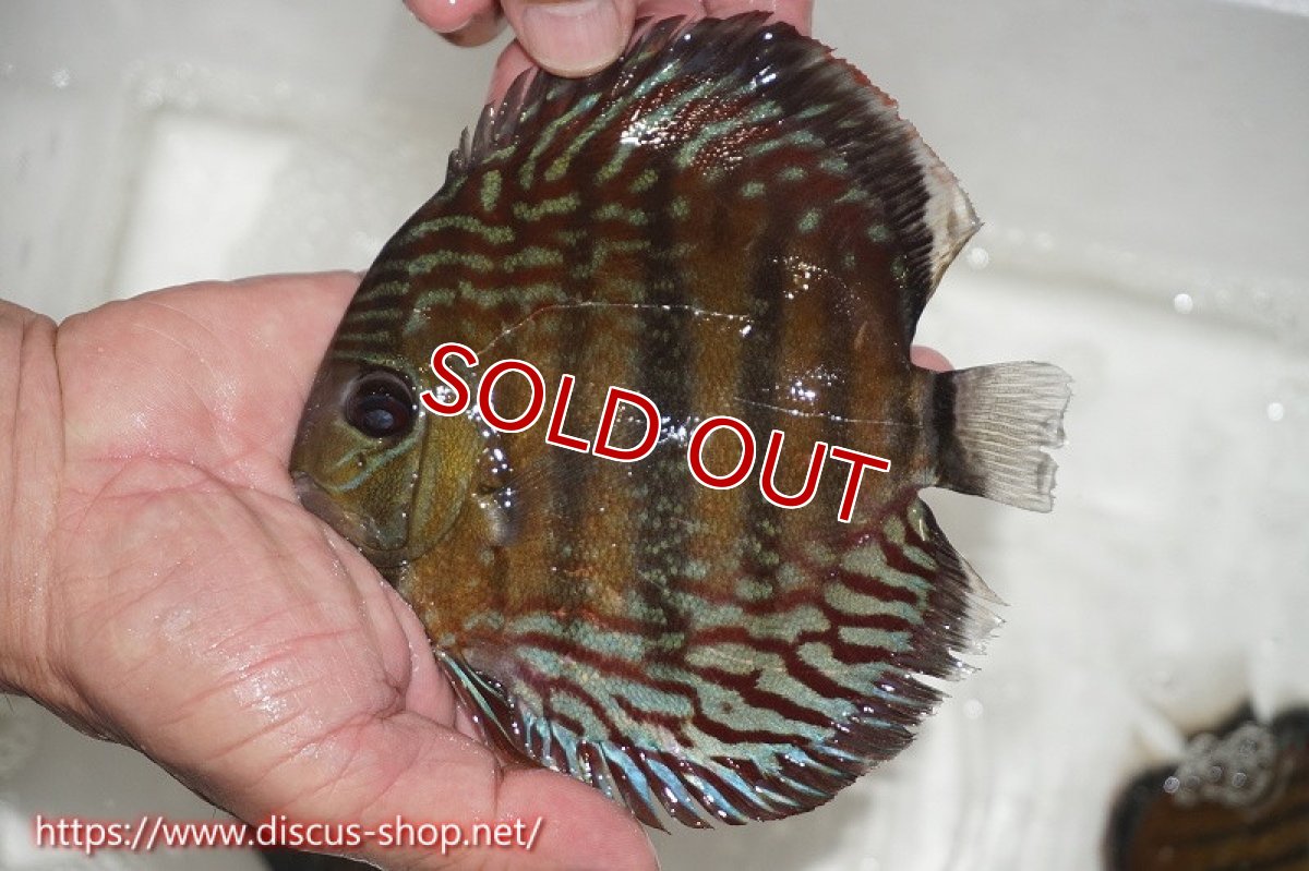 画像3: 【サマーセール対象個体　２匹以上でクーポンご利用で20％OFF】【ワイルドディスカス】【通販】ラーゴイナヌタイプロイヤルレッドエディ　ヘビーセンターバー【個体販売】14cm（生体）ラーゴイナヌ産 (3)