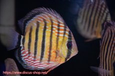 画像3: 【サマーセール対象個体　２匹以上でクーポンご利用で20％OFF】【ワイルドディスカス】【通販】ラーゴイナヌレッドデヴィル【個体販売】14cm（生体）ラーゴイナヌ産 (3)