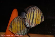 画像1: 【クーポン対象個体ペアは2匹分で15%OFF】【ワイルドディスカス】【通販】【紅赤必至の産地】ラーゴイナヌ　タイプレッドエディ【個体ペア販売】15-16ｃｍ（生体）ラーゴイナヌ産 (1)