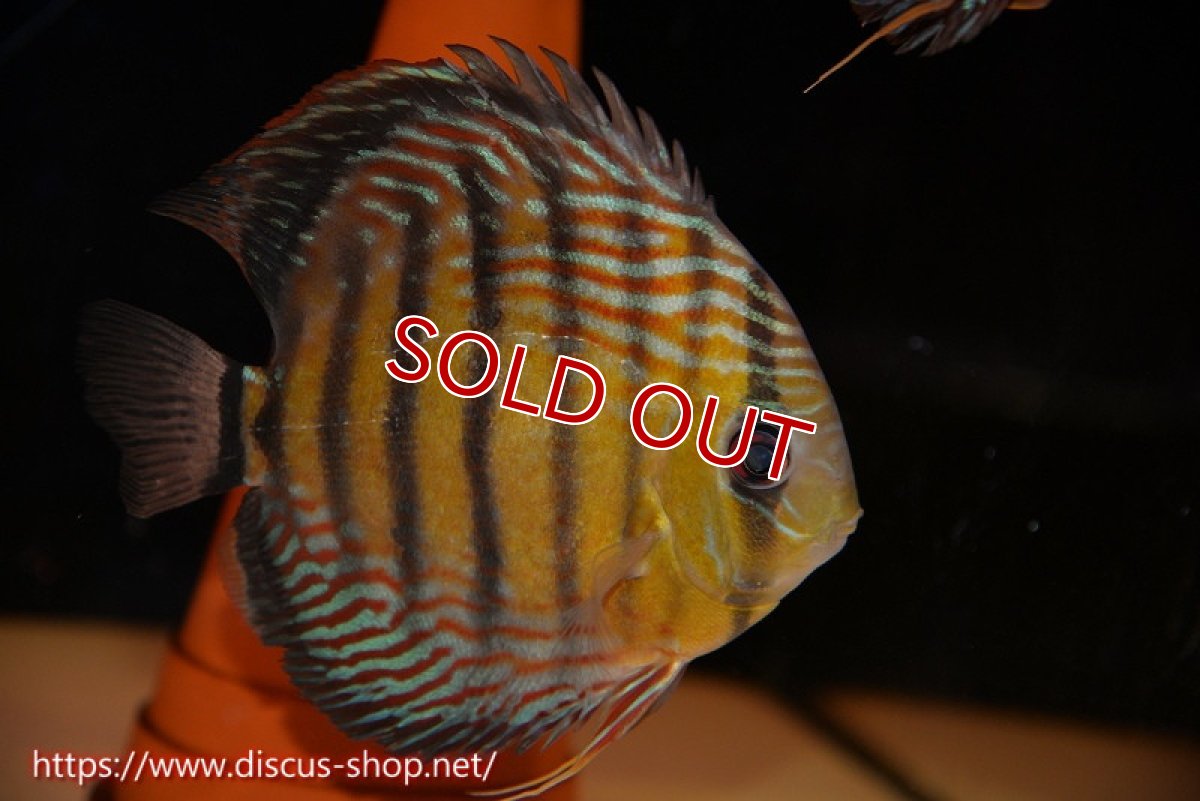 画像2: 【サマーセール対象個体　２匹以上でクーポンご利用で20％OFF】【ワイルドディスカス】【通販】【紅赤必至の産地】ラーゴイナヌ　タイプレッドエディ【個体ペア販売】15-16ｃｍ（生体）ラーゴイナヌ産 (2)