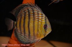画像2: 【クーポン対象個体ペアは2匹分で15%OFF】【ワイルドディスカス】【通販】【紅赤必至の産地】ラーゴイナヌ　タイプレッドエディ【個体ペア販売】15-16ｃｍ（生体）ラーゴイナヌ産 (2)