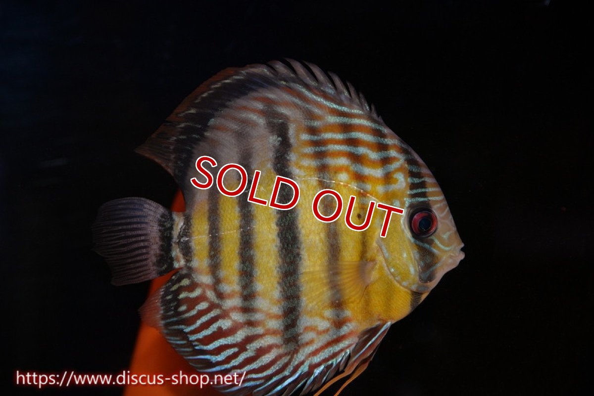 画像4: 【サマーセール対象個体　２匹以上でクーポンご利用で20％OFF】【ワイルドディスカス】【通販】【紅赤必至の産地】ラーゴイナヌ　タイプレッドエディ【個体ペア販売】15-16ｃｍ（生体）ラーゴイナヌ産 (4)