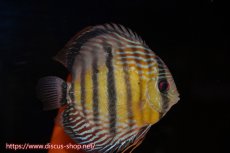 画像4: 【クーポン対象個体ペアは2匹分で15%OFF】【ワイルドディスカス】【通販】【紅赤必至の産地】ラーゴイナヌ　タイプレッドエディ【個体ペア販売】15-16ｃｍ（生体）ラーゴイナヌ産 (4)