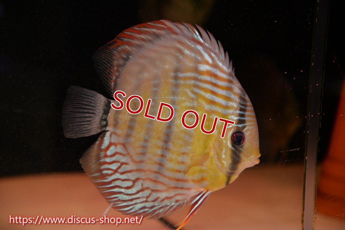 画像2: 【クーポン対象個体ペアは2匹分で15%OFF】【ワイルドディスカス】【通販】【紅赤必至の産地】ラーゴイナヌ タイプレッドエディ♂ レッドデヴィル♀【個体ペア販売】15-16ｃｍ（生体）ラーゴイナヌ産 (2)