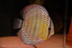 画像2: 【クーポン対象個体ペアは2匹分で15%OFF】【ワイルドディスカス】【通販】【紅赤必至の産地】ラーゴイナヌ タイプレッドエディ♂ レッドデヴィル♀【個体ペア販売】15-16ｃｍ（生体）ラーゴイナヌ産 (2)