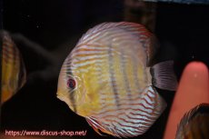 画像3: 【クーポン対象個体ペアは2匹分で15%OFF】【ワイルドディスカス】【通販】【紅赤必至の産地】ラーゴイナヌ タイプレッドエディ♂ レッドデヴィル♀【個体ペア販売】15-16ｃｍ（生体）ラーゴイナヌ産 (3)