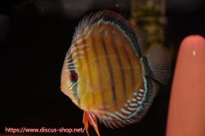 画像4: 【クーポン対象個体ペアは2匹分で15%OFF】【ワイルドディスカス】【通販】【紅赤必至の産地】ラーゴイナヌ タイプレッドエディ♂ レッドデヴィル♀【個体ペア販売】15-16ｃｍ（生体）ラーゴイナヌ産 (4)