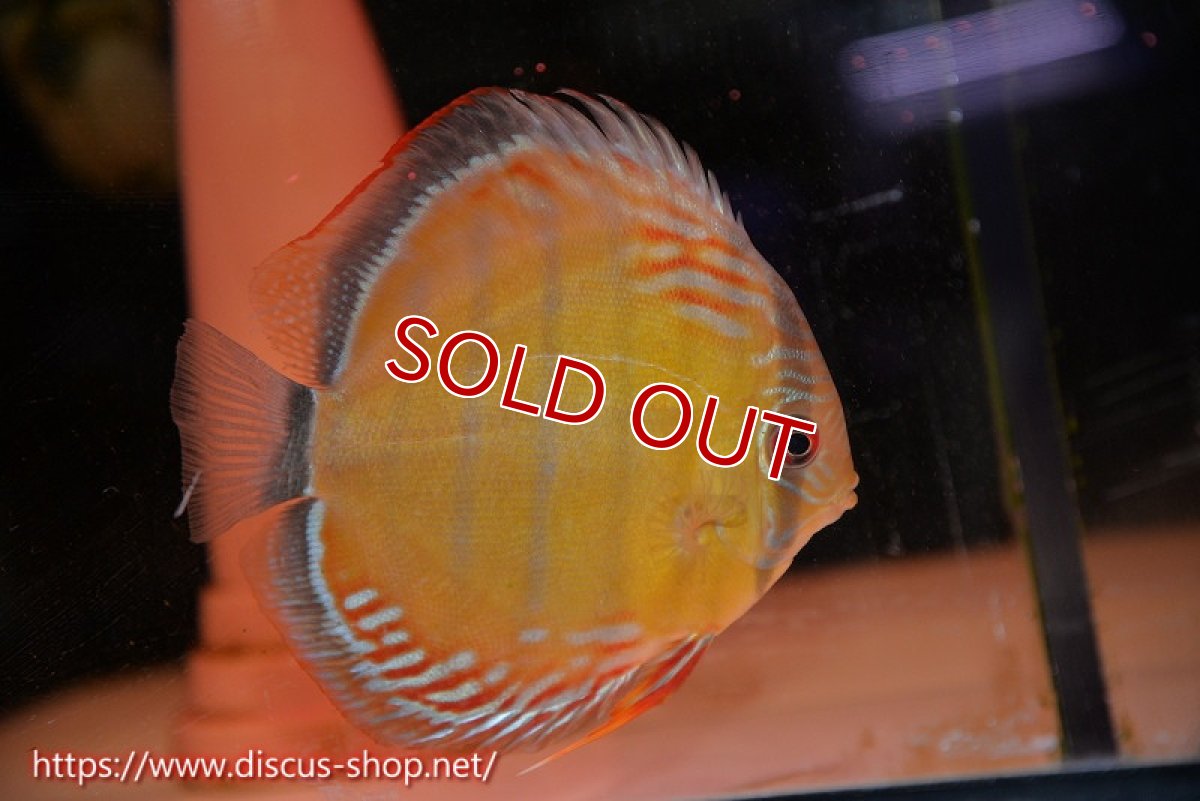 画像5: 【クーポン対象個体ペアは2匹分で15%OFF】【ワイルドディスカス】【通販】【紅赤必至の産地】ラーゴイナヌ タイプレッドエディ♂ レッドデヴィル♀【個体ペア販売】15-16ｃｍ（生体）ラーゴイナヌ産 (5)
