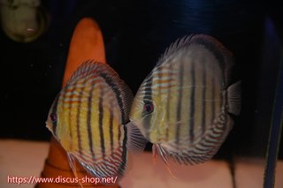 ディスカス\販売形式\個体ペア販売 - ペットバルーンEX ワイルド