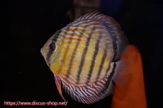 画像4: 【クーポン対象個体ペアは2匹分で15%OFF】【ワイルドディスカス】【通販】【紅赤必至の産地】ラーゴイナヌ　タイプレッドエディ【個体ペア販売】15-16ｃｍ（生体）ラーゴイナヌ産 (4)