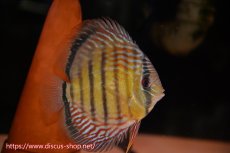 画像5: 【クーポン対象個体ペアは2匹分で15%OFF】【ワイルドディスカス】【通販】【紅赤必至の産地】ラーゴイナヌ　タイプレッドエディ【個体ペア販売】15-16ｃｍ（生体）ラーゴイナヌ産 (5)