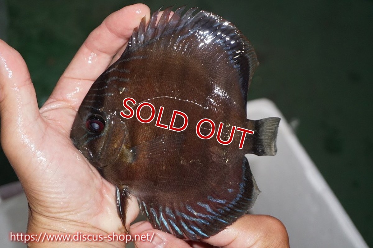画像2: 【1匹購入で15％OFFクーポン対象個体　さらに2匹以上ご購入で合計金額から20％OFF】【ワイルドディスカス】【通販】ラーゴイナヌレッドデヴィル【個体販売】14cm（生体）ラーゴイナヌ産 (2)