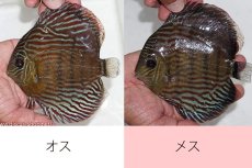 画像1: 【ワイルドディスカス】【通販】ラーゴイナヌタイプロイヤルレッドエディ（♀左腹びれやや難あり）【個体ペア販売】15-16cm（生体）ラーゴイナヌ産 (1)