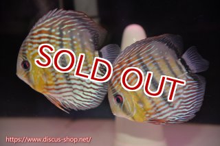 ディスカス\販売形式\個体ペア販売 - ペットバルーンEX ワイルド