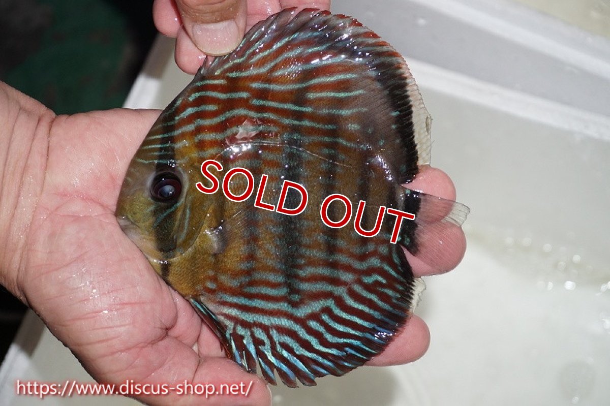 画像6: 【水槽整理のため完全在庫処分　激安50％OFFペア】【ワイルドディスカス】【通販】ラーゴイナヌタイプロイヤルレッドエディ　ヘビーセンターバー【個体ペア販売】15-16cm（生体）ラーゴイナヌ産 (6)