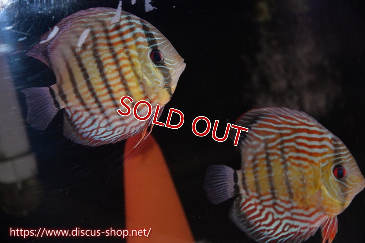 画像1: 【水槽整理のため完全在庫処分　激安50％OFFペア】【ワイルドディスカス】【通販】ラーゴイナヌタイプロイヤルレッドエディ　【個体ペア販売】15-16cm（生体）ラーゴイナヌ産 (1)