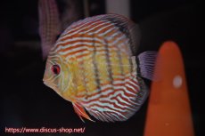 画像5: 【 中秋のディスカスペア祭り 】【ワイルドディスカス】【通販】ラーゴイナヌタイプロイヤルレッドエディ　【個体ペア販売】15-16cm（生体）ラーゴイナヌ産 (5)