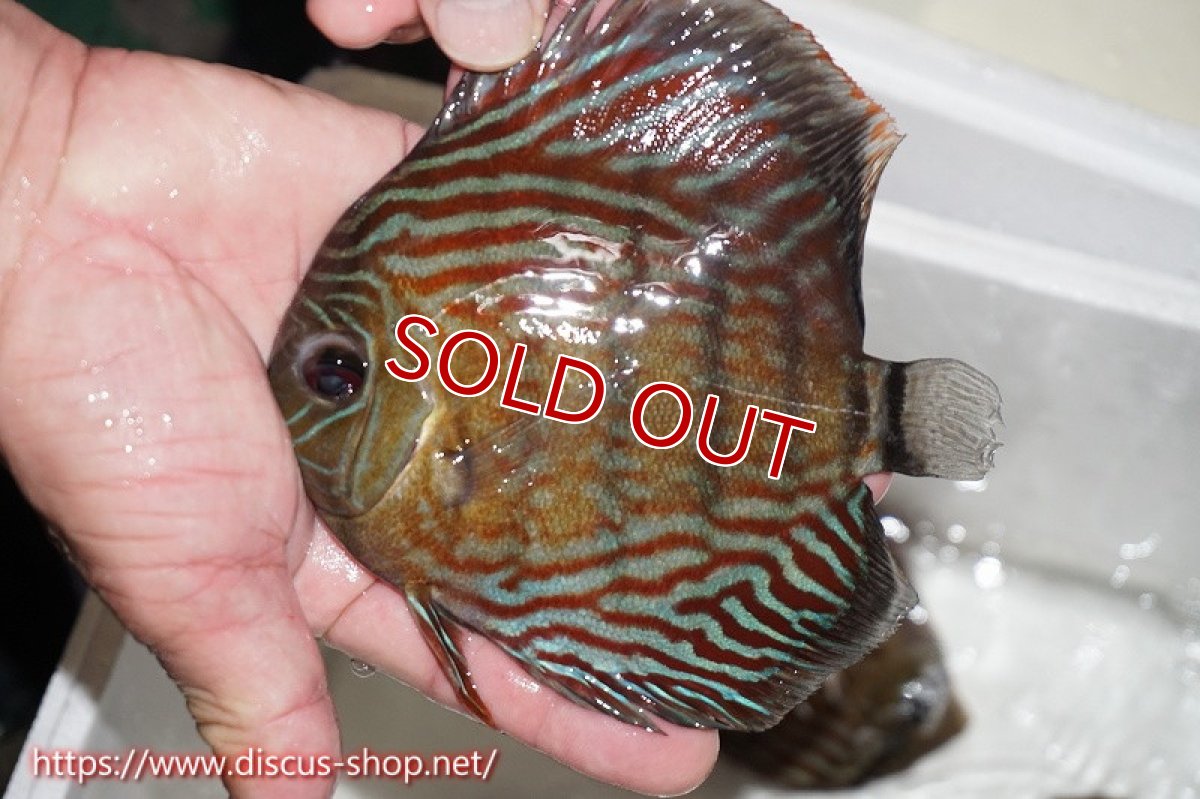 画像6: 【水槽整理のため完全在庫処分　激安50％OFFペア】【ワイルドディスカス】【通販】ラーゴイナヌタイプロイヤルレッドエディ　【個体ペア販売】15-16cm（生体）ラーゴイナヌ産 (6)