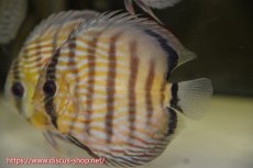 画像1: 【水槽整理のため完全在庫処分　2匹以上ご購入で合計金額から50％OFF】【ワイルドディスカス】【通販】ラーゴイナヌタイプロイヤルレッドエディ　【個体販売】14-16cm（生体）ラーゴイナヌ産 (1)