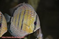 画像1: 【水槽整理のため完全在庫処分　2匹以上ご購入で合計金額から50％OFF】【ワイルドディスカス】【通販】ラーゴイナヌタイプロイヤルレッドエディ　【個体販売】14-16cm（生体）ラーゴイナヌ産 (1)