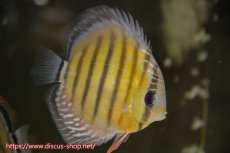 画像1: 【水槽整理のため完全在庫処分　2匹以上ご購入で合計金額から50％OFF】【ワイルドディスカス】【通販】ラーゴイナヌレッドデヴィル【個体販売】14-16cm（生体）ラーゴイナヌ産 (1)
