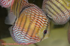 画像1: 【水槽整理のため完全在庫処分　2匹以上ご購入で合計金額から50％OFF】【ワイルドディスカス】【通販】ラーゴイナヌタイプロイヤルレッドエディ　【個体販売】14-16cm（生体）ラーゴイナヌ産 (1)