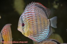 画像1: 【水槽整理のため完全在庫処分　2匹以上ご購入で合計金額から50％OFF】【ワイルドディスカス】【通販】ラーゴイナヌタイプロイヤルレッドエディ　【個体販売】14-16cm（生体）ラーゴイナヌ産 (1)