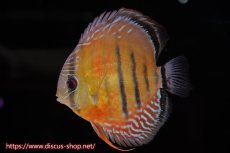 画像1: 【水槽整理のため完全在庫処分　2匹以上ご購入で合計金額から50％OFF】【ワイルドディスカス】【通販】ラーゴイナヌレッドデヴィル【個体販売】14-16cm（生体）ラーゴイナヌ産 (1)