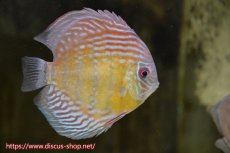 画像1: 【水槽整理のため完全在庫処分　2匹以上ご購入で合計金額から50％OFF】【ワイルドディスカス】【通販】ラーゴイナヌタイプロイヤルレッドエディ　【個体販売】14-16cm（生体）ラーゴイナヌ産 (1)
