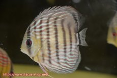 画像1: 【水槽整理のため完全在庫処分　2匹以上ご購入で合計金額から50％OFF】【ワイルドディスカス】【通販】ラーゴイナヌタイプロイヤルレッドエディ　【個体販売】14-16cm（生体）ラーゴイナヌ産 (1)