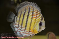 画像1: 【水槽整理のため完全在庫処分　2匹以上ご購入で合計金額から50％OFF】【ワイルドディスカス】【通販】ラーゴイナヌタイプロイヤルレッドエディ　【個体販売】14-16cm（生体）ラーゴイナヌ産 (1)