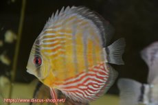 画像1: 【水槽整理のため完全在庫処分　2匹以上ご購入で合計金額から50％OFF】【ワイルドディスカス】【通販】ラーゴイナヌレッドデヴィル【個体販売】14-16cm（生体）ラーゴイナヌ産 (1)