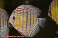画像1: 【水槽整理のため完全在庫処分　2匹以上ご購入で合計金額から50％OFF】【ワイルドディスカス】【通販】ラーゴイナヌタイプロイヤルレッドエディ　【個体販売】14-16cm（生体）ラーゴイナヌ産 (1)