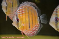 画像1: 【水槽整理のため完全在庫処分　2匹以上ご購入で合計金額から50％OFF】【ワイルドディスカス】【通販】ラーゴイナヌレッドデヴィル【個体販売】14-16cm（生体）ラーゴイナヌ産 (1)