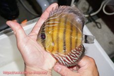 画像2: 【水槽整理のため完全在庫処分　2匹以上ご購入で合計金額から50％OFF】【ワイルドディスカス】【通販】ラーゴイナヌレッドデヴィル【個体販売】14-16cm（生体）ラーゴイナヌ産 (2)