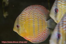 画像1: 【水槽整理のため完全在庫処分　2匹以上ご購入で合計金額から50％OFF】【ワイルドディスカス】【通販】ラーゴイナヌタイプロイヤルレッドエディ　【個体販売】14-16cm（生体）ラーゴイナヌ産 (1)