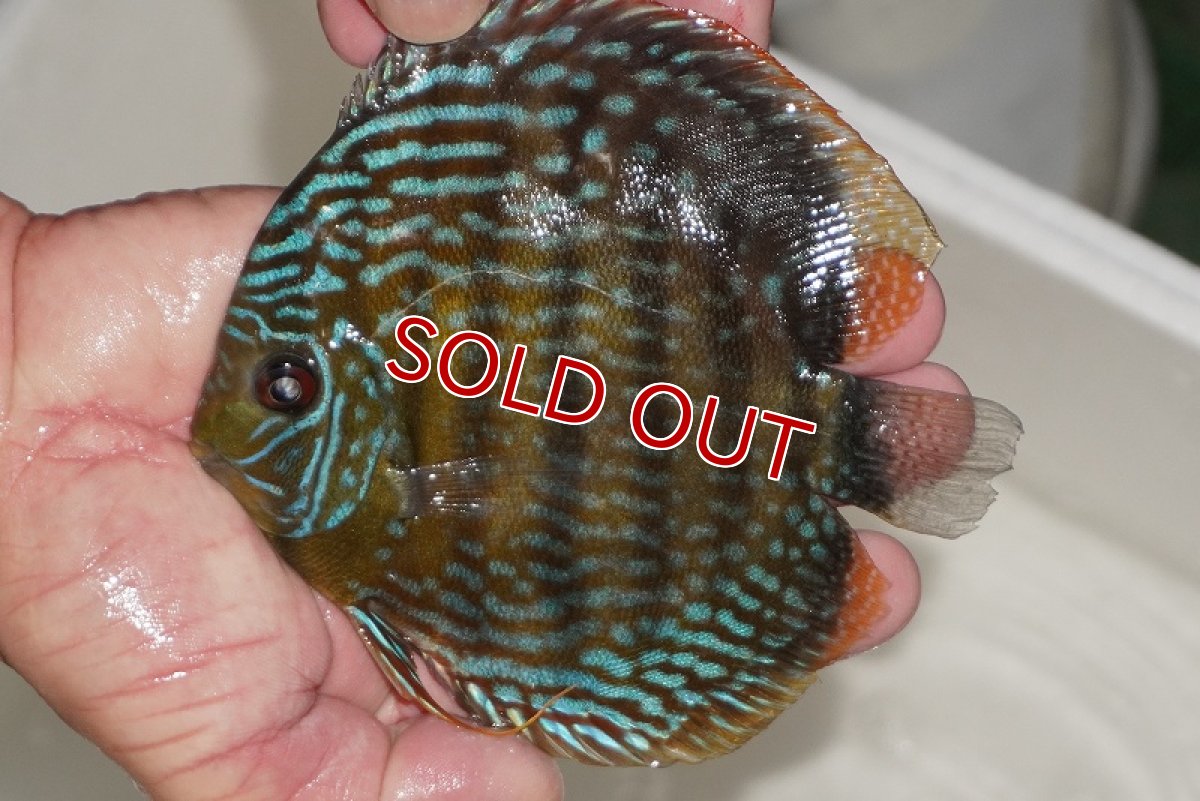 画像1: 【ワイルドディスカス】【通販】【３年ぶりの入荷】ヤムンダパールロイヤル【個体販売】14-16cm（生体）ヤムンダ産 (1)