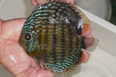 画像1: 【ワイルドディスカス】【通販】【３年ぶりの入荷】ヤムンダパールロイヤル【個体販売】14-16cm（生体）ヤムンダ産 (1)