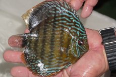 画像2: 【ワイルドディスカス】【通販】【３年ぶりの入荷】ヤムンダパールロイヤル【個体販売】14-16cm（生体）ヤムンダ産 (2)