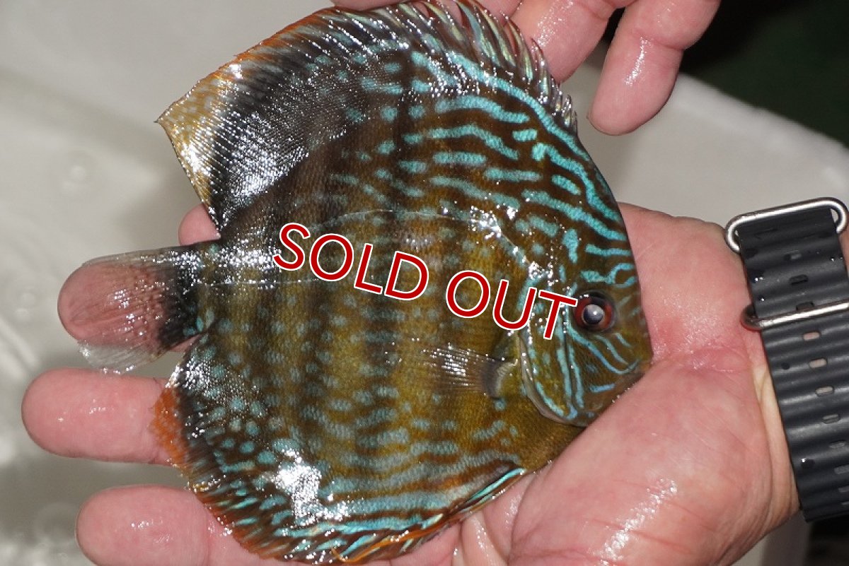 画像3: 【ワイルドディスカス】【通販】【３年ぶりの入荷】ヤムンダパールロイヤル【個体販売】14-16cm（生体）ヤムンダ産 (3)