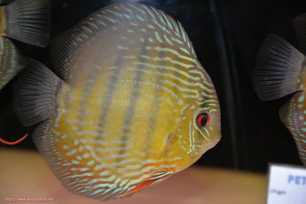 画像2: 【30周年記念セール対象個体】【ワイルドディスカス】【通販】【３年ぶりの入荷】ヤムンダパールロイヤル【個体販売】14-16cm（生体）ヤムンダ産 (2)