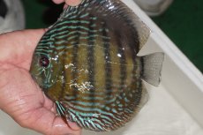 画像3: 【決算セール対象個体】【ワイルドディスカス】【通販】【３年ぶりの入荷】ヤムンダパールロイヤル【個体販売】14-16cm（生体）ヤムンダ産 (3)