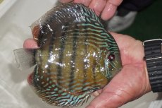 画像5: 【30周年記念セール対象個体】【ワイルドディスカス】【通販】【３年ぶりの入荷】ヤムンダパールロイヤル【個体販売】14-16cm（生体）ヤムンダ産 (5)