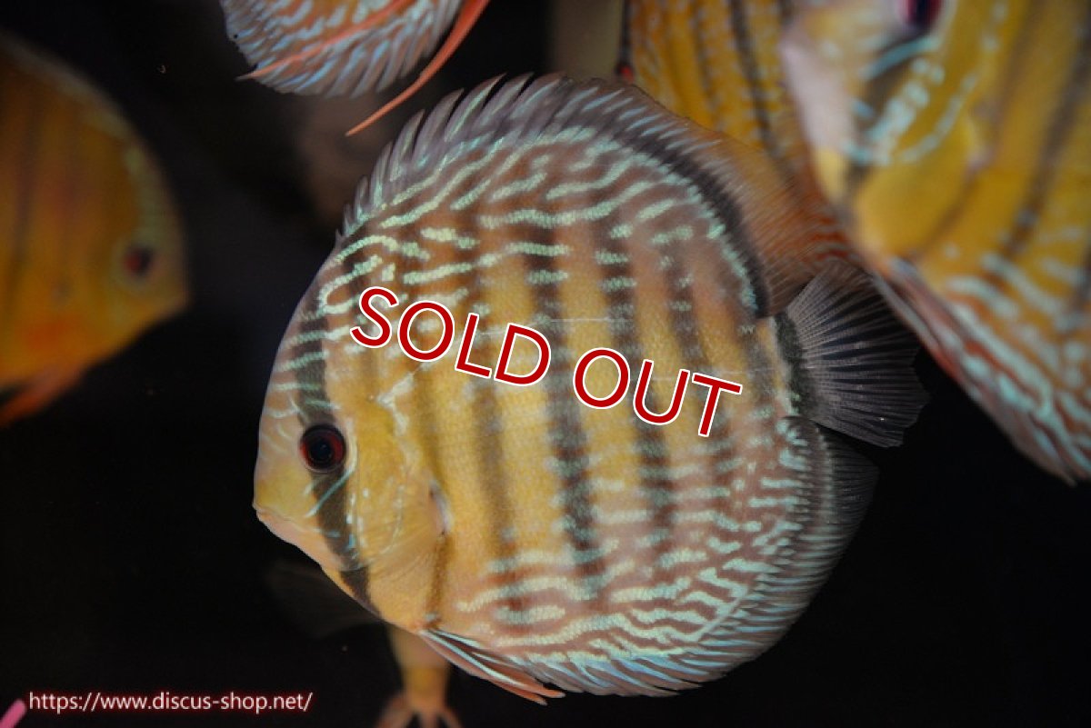 画像1: 【ワイルドディスカス】【通販】【３年ぶりの入荷】ヤムンダパールロイヤル【個体販売】14-16cm（生体）ヤムンダ産 (1)