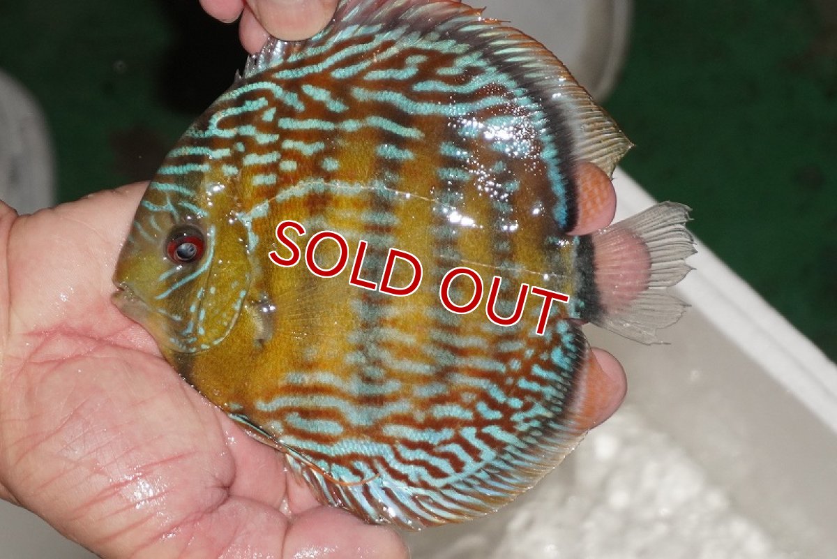 画像2: 【ワイルドディスカス】【通販】【３年ぶりの入荷】ヤムンダパールロイヤル【個体販売】14-16cm（生体）ヤムンダ産 (2)