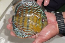 画像2: 【ワイルドディスカス】【通販】【３年ぶりの入荷】ヤムンダパールロイヤル【個体販売】14-16cm（生体）ヤムンダ産 (2)