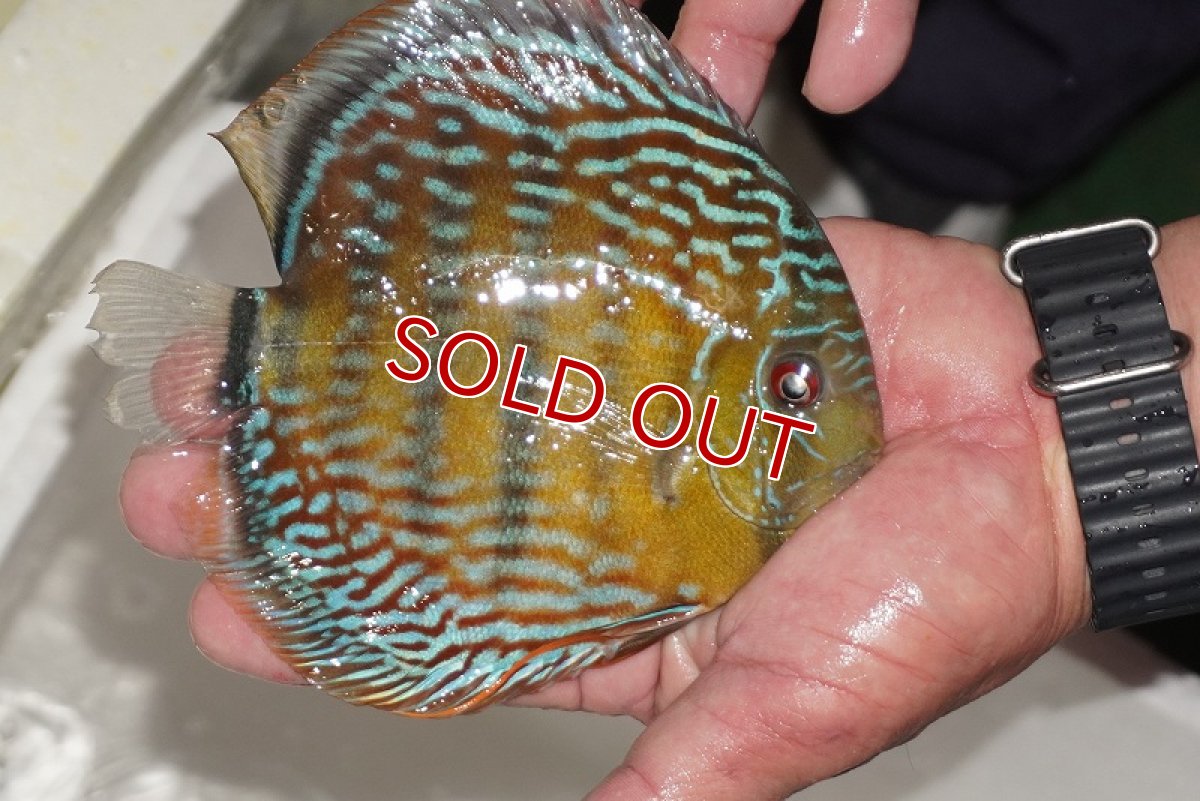 画像3: 【ワイルドディスカス】【通販】【３年ぶりの入荷】ヤムンダパールロイヤル【個体販売】14-16cm（生体）ヤムンダ産 (3)