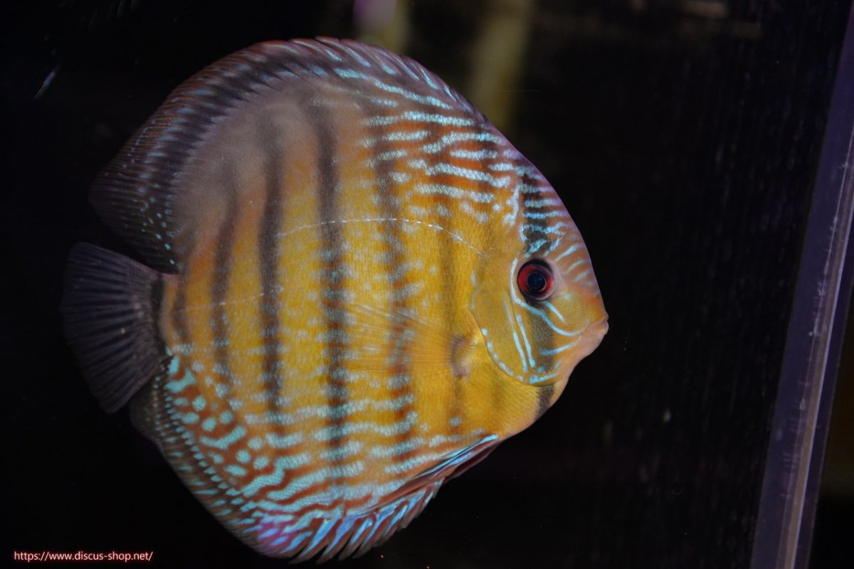 画像1: 【決算セール対象個体】【ワイルドディスカス】【通販】【３年ぶりの入荷】ヤムンダパールロイヤル【個体販売】14-16cm（生体）ヤムンダ産 (1)