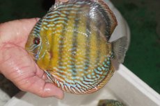 画像3: 【決算セール対象個体】【ワイルドディスカス】【通販】【３年ぶりの入荷】ヤムンダパールロイヤル【個体販売】14-16cm（生体）ヤムンダ産 (3)