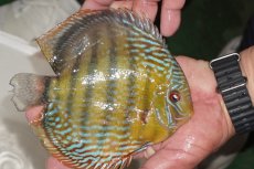 画像4: 【決算セール対象個体】【ワイルドディスカス】【通販】【３年ぶりの入荷】ヤムンダパールロイヤル【個体販売】14-16cm（生体）ヤムンダ産 (4)